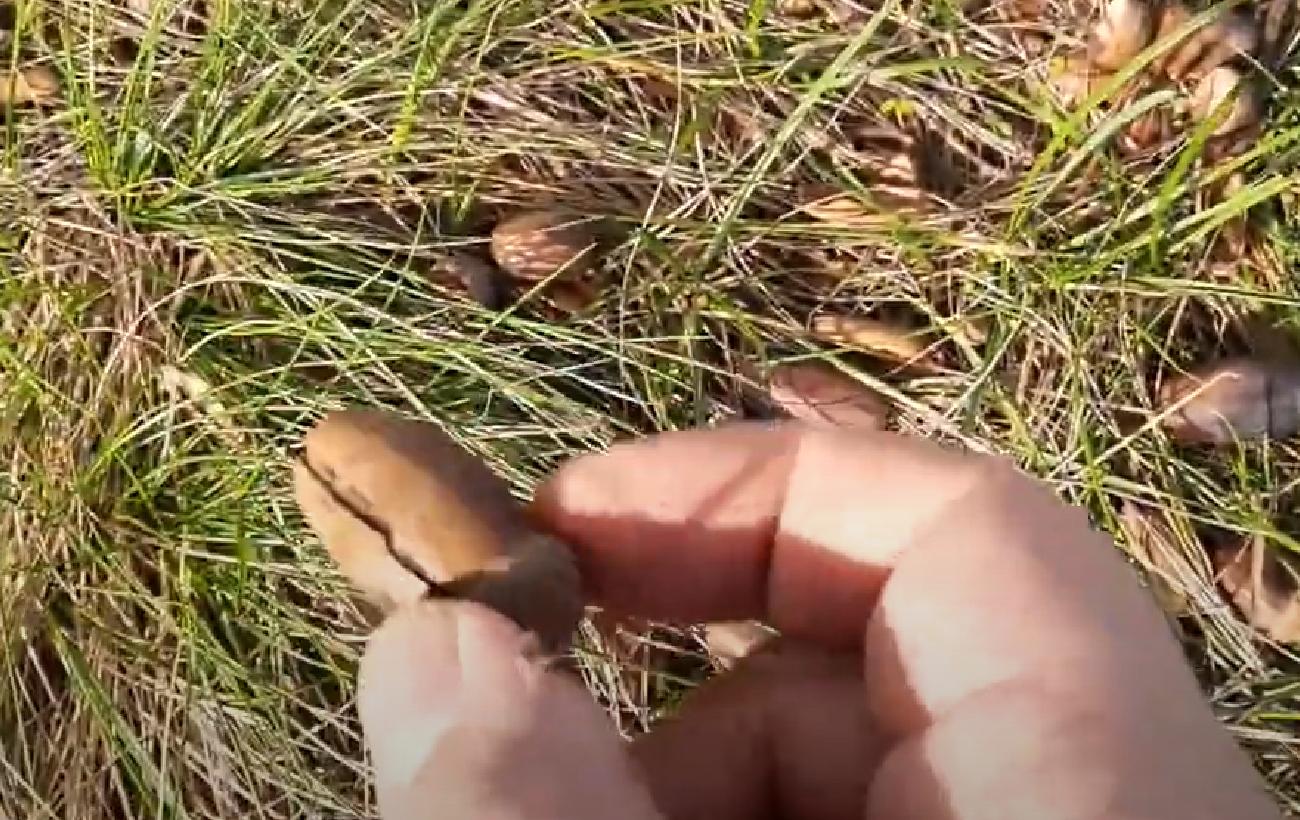 Не только для декора: вот, как вырастить дуб из желудя в домашних условиях